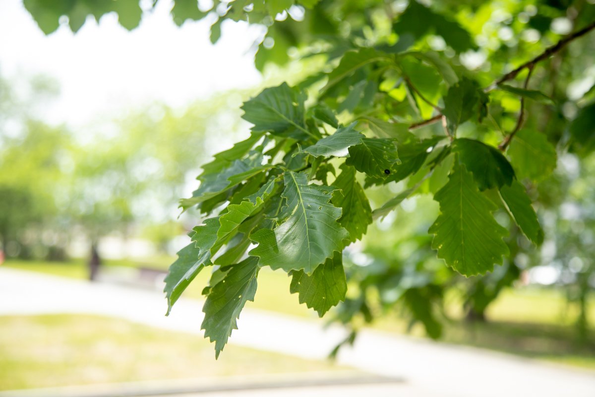 Прогноз погоды в Благовещенске на 9 июня: