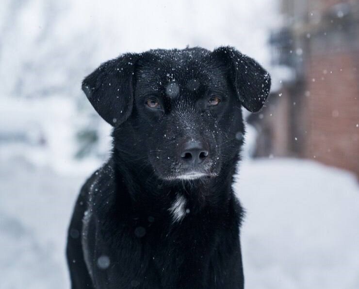 В каких районах Благовещенска работают специалисты по отлову собак сегодня? 