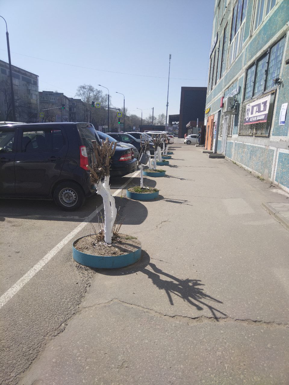 Побелка не поможет! Как на самом деле нужно ухаживать за деревьями