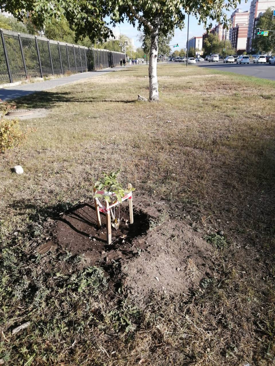 На Игнатьевском шоссе областного центра поселились ясень и береза