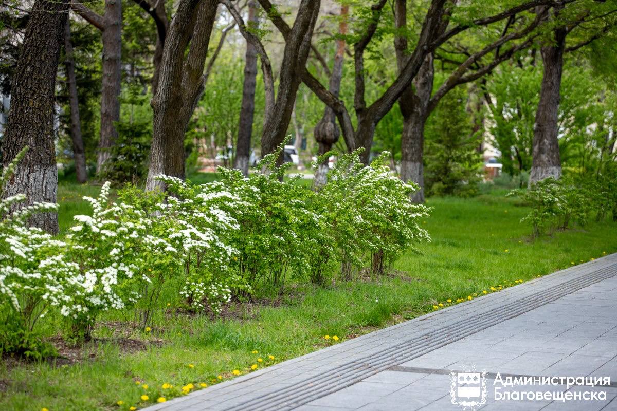 В Благовещенске подготовили трёхлетний план по озеленению ключевых улиц города