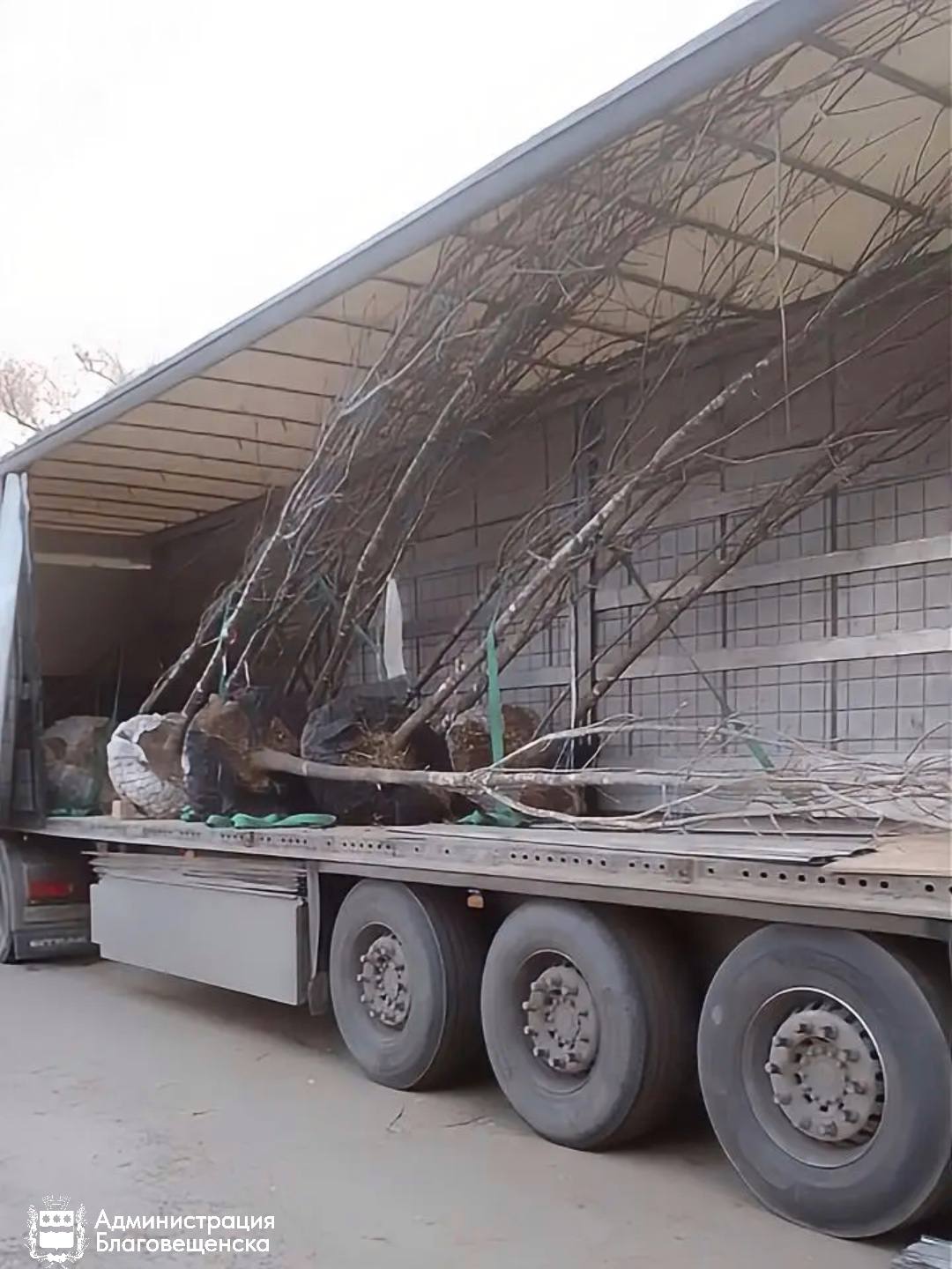 Благовещенск прирос новыми деревьями — 14 ясеней заняли своё место на улицах города