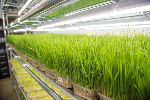 С 1 мая в Благовещенске заработает ярмарка рассады