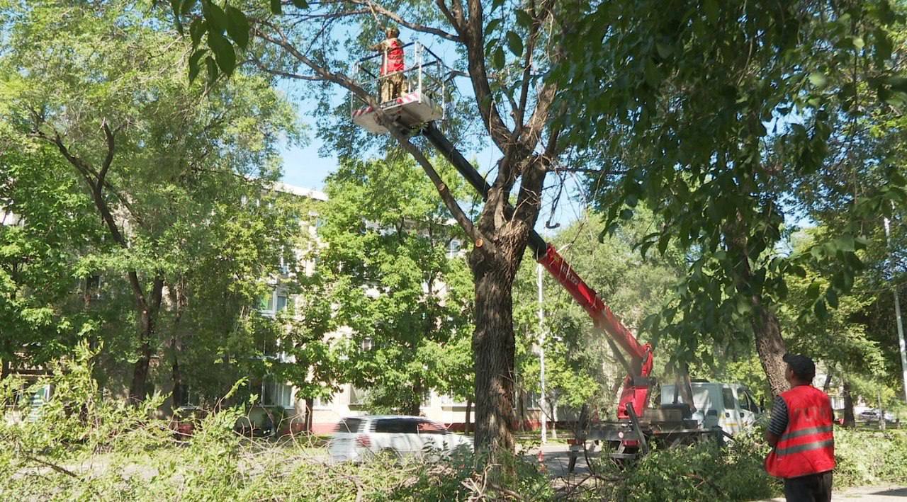 Спилить аварийное дерево во дворе благовещенцы могут через Госуслуги 