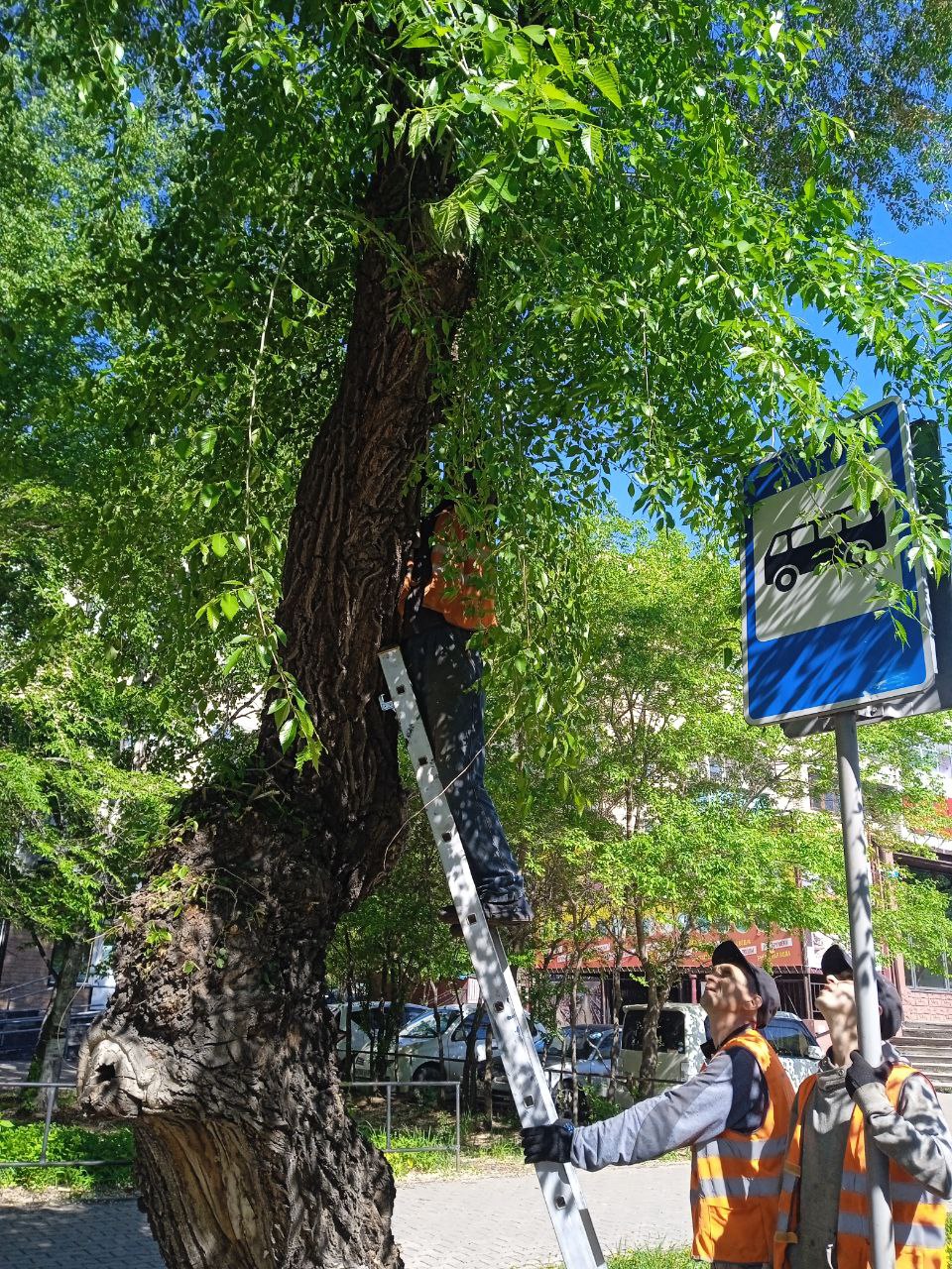 ГСТК обезопасил обзор вдоль проезжей части