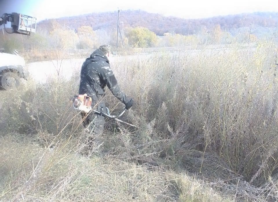 В Моховой Пади борются с амброзией 
