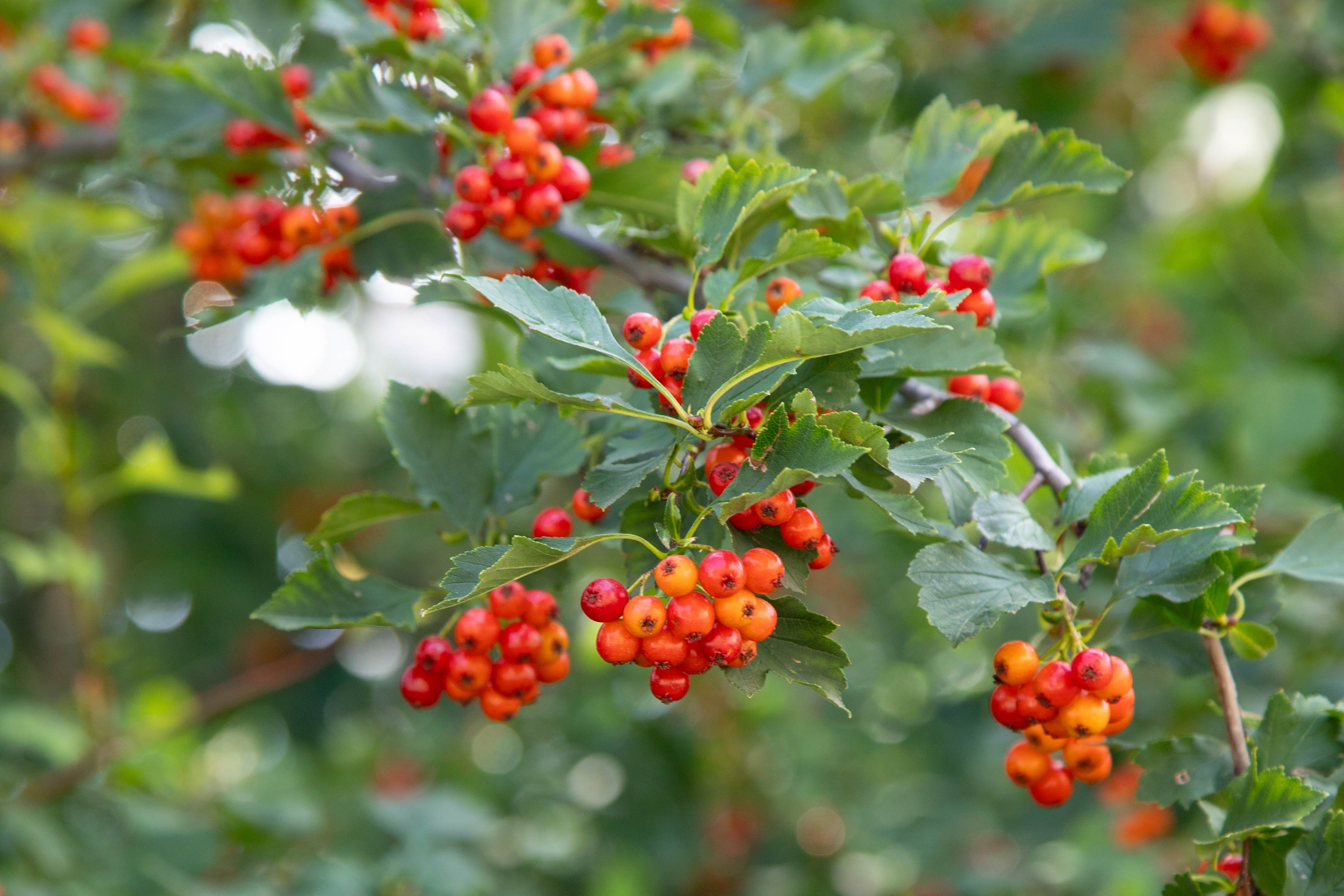 Благовещенцам напоминают о сильных дождях в выходные