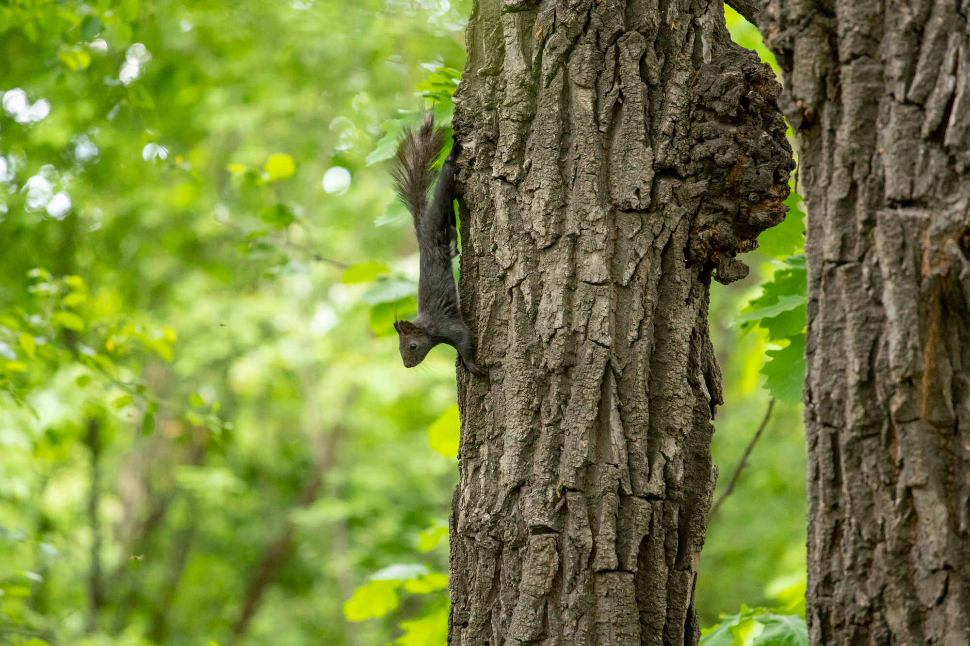 Понижение температуры и дожди: в Благовещенск идет циклон