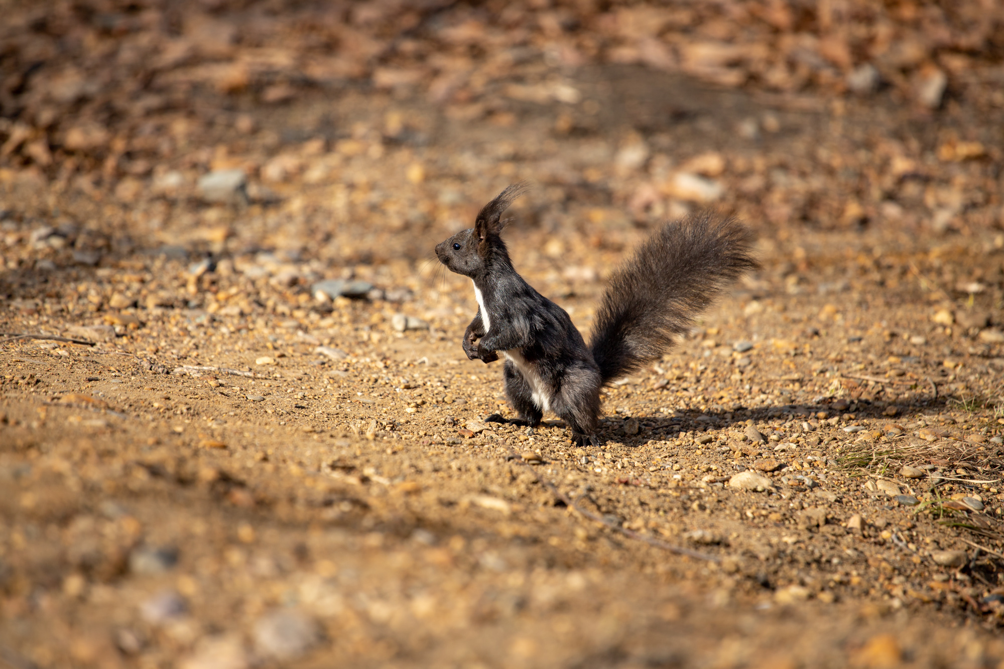 Сильный ветер в Благовещенске не прекратится 