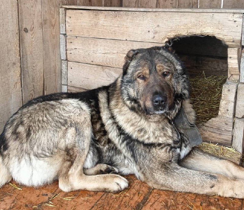 В Благовещенске отловили более двух сотен бездомных собак с начала года