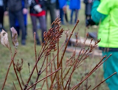 Аллею из сирени в 1,5 километра высадили в отдаленном районе Благовещенска