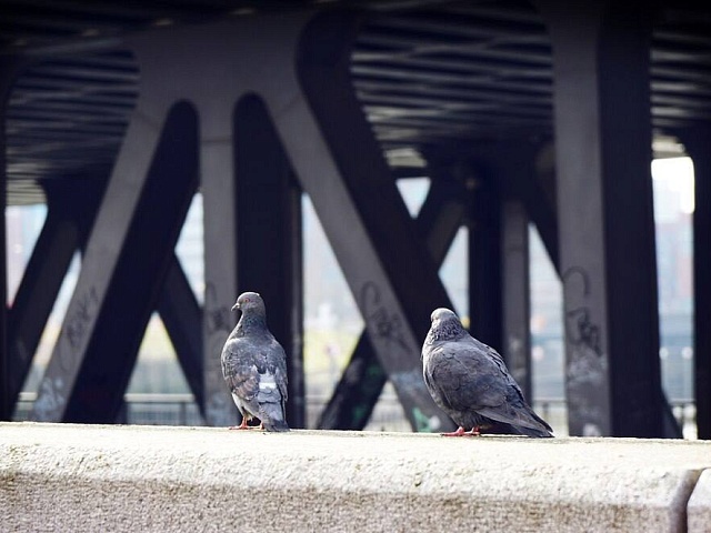 Почему кормить голубей — мероприятие не из дешёвых?