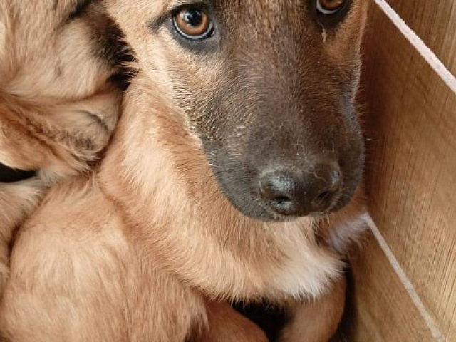 26 марта к отлову бездомных собак приступили в семи районах города