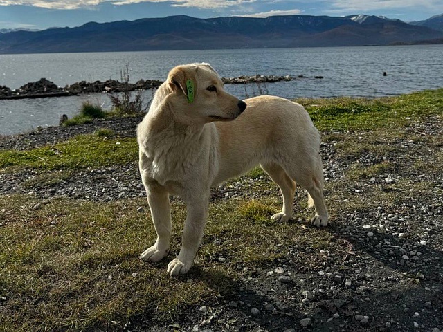  Сегодня специалисты по отлову бездомных собак работают в семи районах Благовещенска