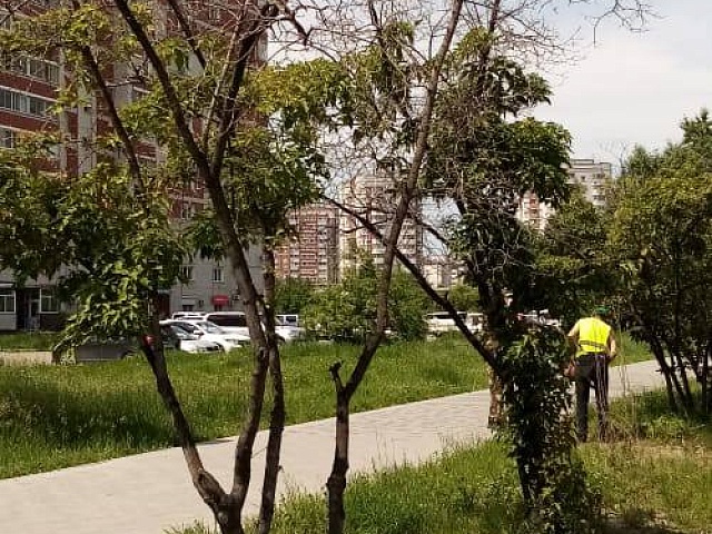 Масштабная обрезка городских насаждений: с начала года коммунальщики обработали свыше 1000 деревьев