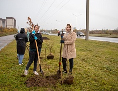Аллею из сирени в 1,5 километра высадили в отдаленном районе Благовещенска