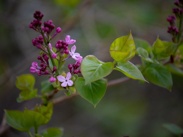 Больше 17 000 голосов: а какую общественную зону выбрали бы вы для благоустройства в Благовещенске?