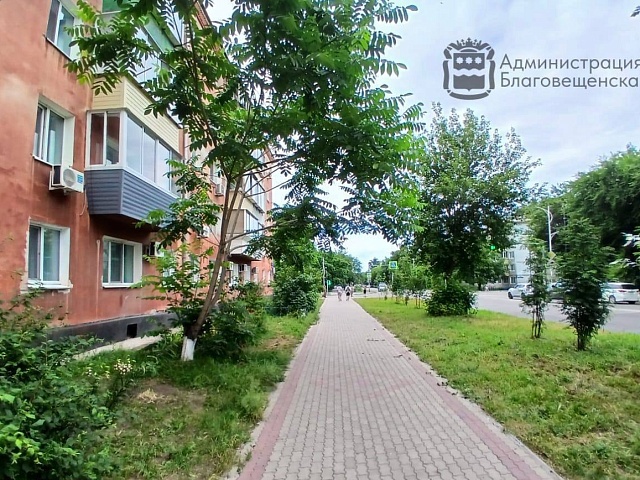 Больше тысячи аварийных деревьев обработали с начала года в Благовещенске