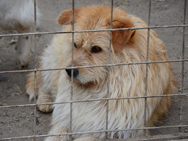 9 января специалисты по отлову бездомных животных работают в нескольких районах областного центра