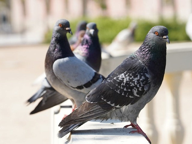 Совсем не безобидное развлечение: почему благовещенцам стоит забыть о кормлении голубей?