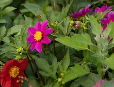 «Гостеприимный город для всех» стартовал в Благовещенске 