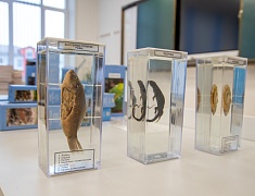 Делегация Народного Правительства Хэйхэ посетила Благовещенск