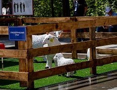 Командно-штабные учения по ликвидации условного очага особо опасного заболевания животных