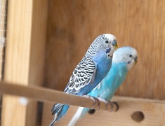 В Благовещенске представили лучшие практики работы с детьми-инвалидами и детьми с ОВЗ