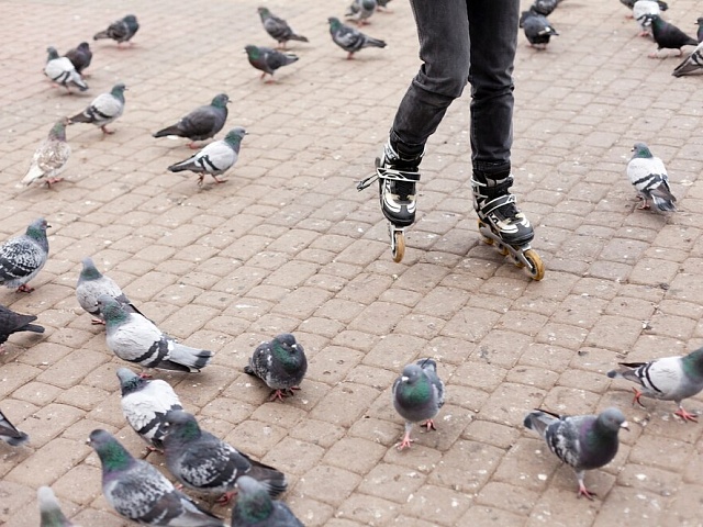 Чем грозит бесконтрольное кормление птиц в городе?