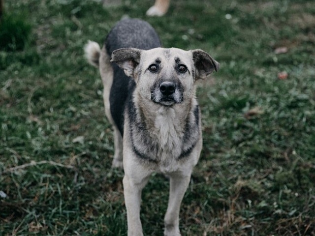 Рейды по отлову бездомных животных пройдут сегодня преимущественно в микрорайоне Благовещенска