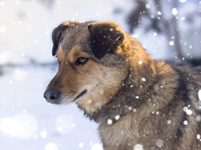 Вчера в областном центре отловили 3 бездомных собаки 
