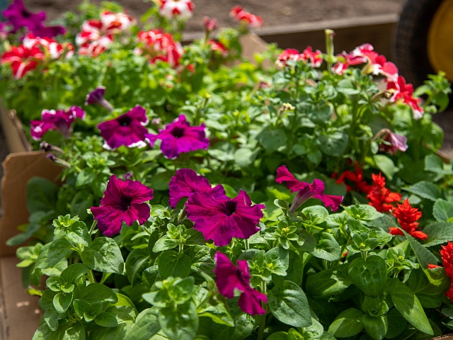 Стало известно, когда в Благовещенске заработает ярмарка рассады 