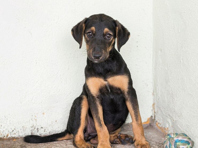 В минувшие выходные в Благовещенске отловили 3 бездомные собаки 