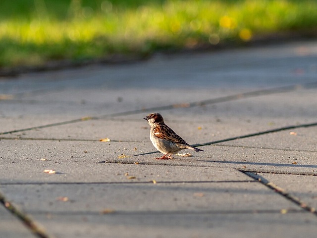 Почему кормление птиц на территории города вредит и нам, и им?