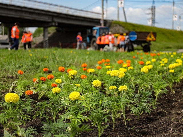 С начала недели газоны стали ровнее в скверах и на улицах Благовещенска