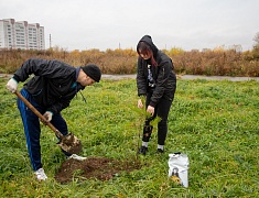 Аллею из сирени в 1,5 километра высадили в отдаленном районе Благовещенска