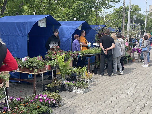 В День города благовещенцы смогли купить цветочную рассаду и саженцы