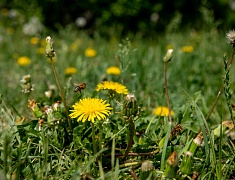 «Огонь жизни» зажёг сердца благовещенцев