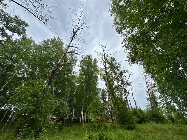 Прогноз погоды в Благовещенске на 1 августа: 