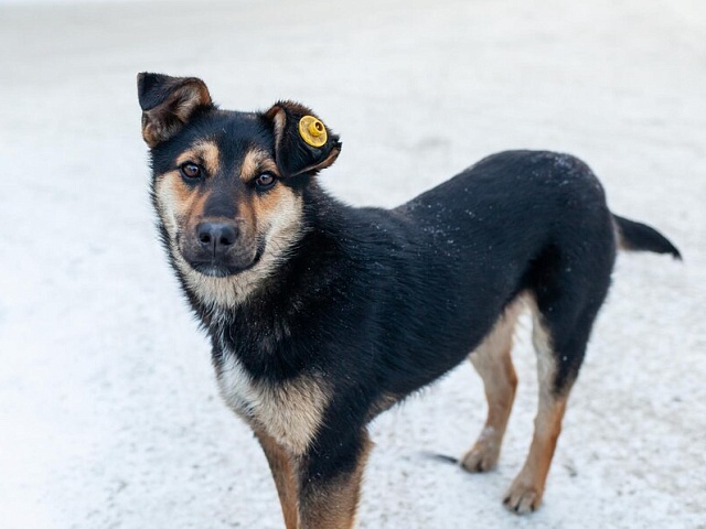 В Благовещенске ежедневно проверяют различные районы города на наличие бездомных собак