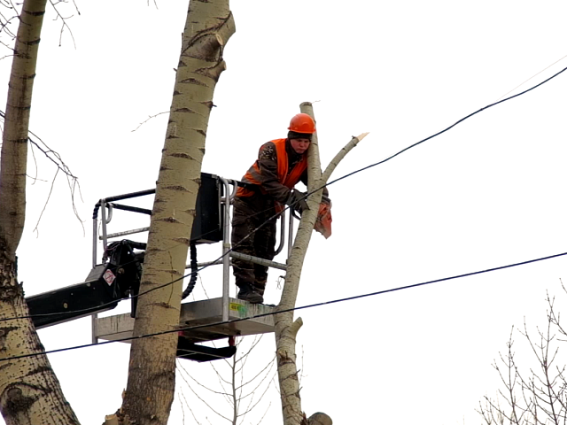 В Благовещенске «санитарят» деревья