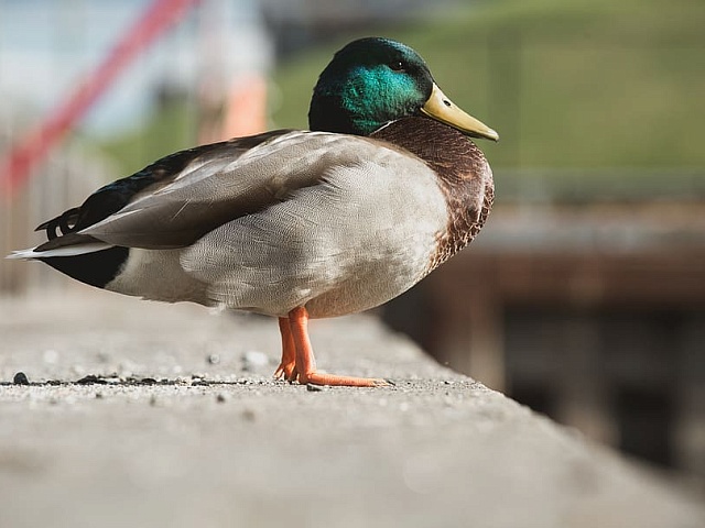 Амурчанам, содержащим домашнюю птицу вблизи птицеводческих предприятий, рекомендуют перейти на альтернативные виды животноводства