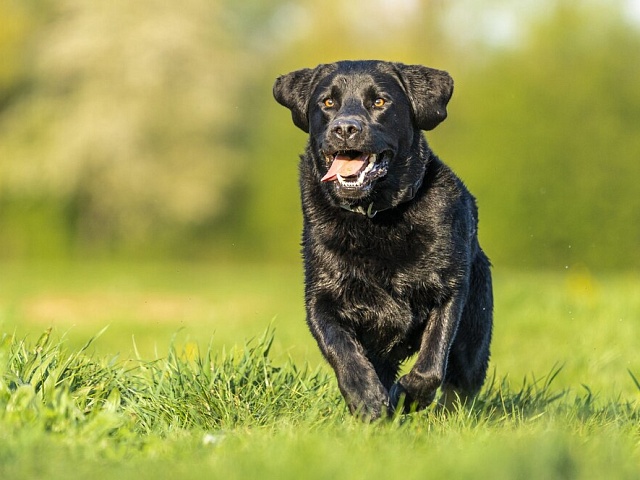 Рассказываем, где сегодня поработает ловец бездомных собак, а также напоминаем требования к содержанию и выгулу домашних животных