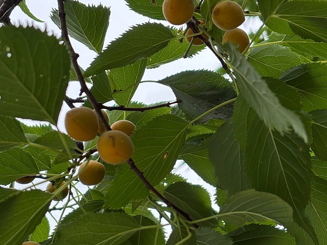 Прогноз погоды в Благовещенске на 7 августа: 