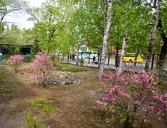 В Благовещенске представили лучшие практики работы с детьми-инвалидами и детьми с ОВЗ