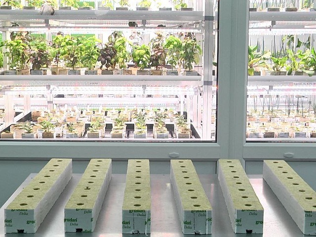 В Благовещенске победители первого фестиваля цветов потратили премию на развитие сити-фермы