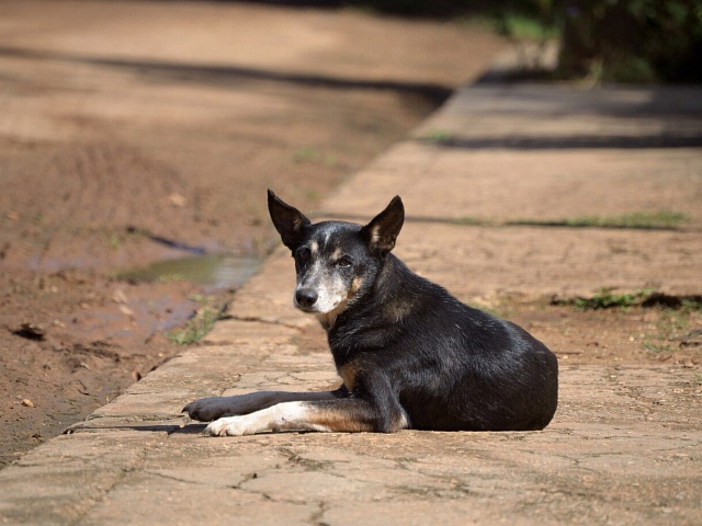 Какие районы города проверит специалист по отлову бездомных собак 6 февраля?