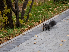 В Благовещенском Первомайском парке продолжается второй этап реконструкции