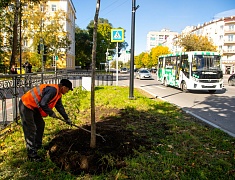 В Благовещенске приступили к осеннему озеленению