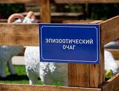 Командно-штабные учения по ликвидации условного очага особо опасного заболевания животных